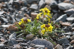 Erysimum