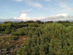 Pinus pumila