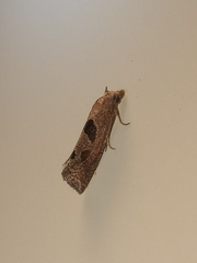 Pelochrista similiana