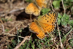 Argynnis elisa