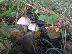 Lepiota