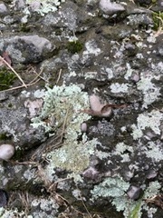 Parmelioideae