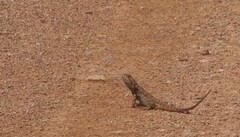 Pogona vitticeps