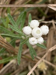 Anaphalis morrisonicola