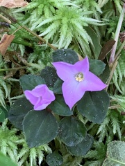 Sarcopyramis napalensis delicata