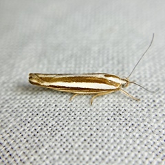 Catoryctis subparallela