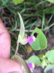 Cyanotis fasciculata