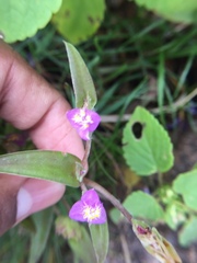 Cyanotis fasciculata
