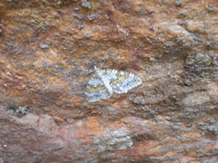 Entephria infidaria