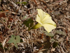 Camonea vitifolia
