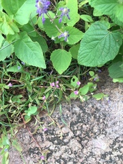 Cyanotis fasciculata