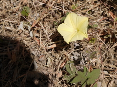 Camonea vitifolia