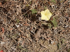 Camonea vitifolia