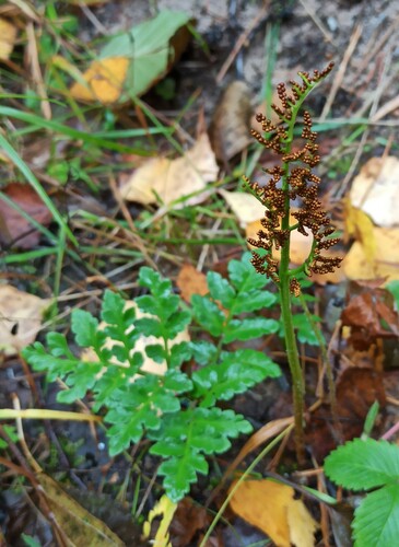 Leathery grapefern (Sceptridium multifidum)
