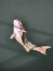 Sciaenops ocellatus