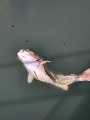 Sciaenops ocellatus