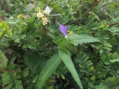 Commelina undulata