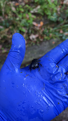 Anoplotrupes stercorosus