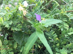 Commelina undulata