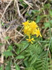 Solidago decurrens