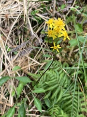 Solidago decurrens