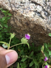 Cyanotis fasciculata