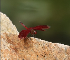 Neurothemis terminata