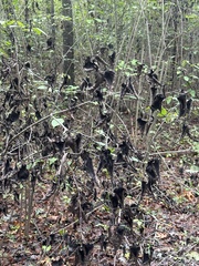Viburnum setigerum