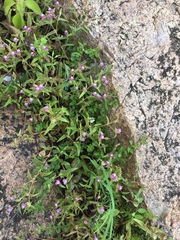 Cyanotis fasciculata