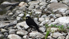 Hymenops perspicillatus