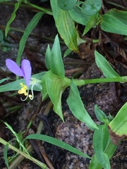 Commelina undulata
