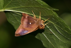 Hasora badra
