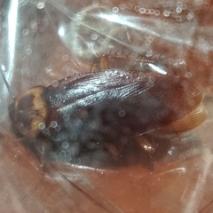 Periplaneta americana