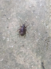 Otiorhynchus cribricollis