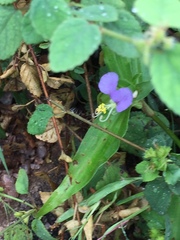 Commelina undulata
