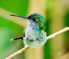 Chrysuronia coeruleogularis