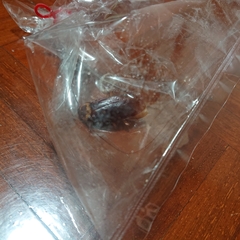 Periplaneta americana