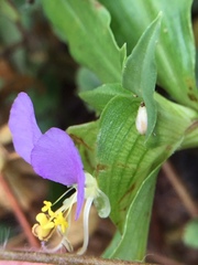 Commelina undulata