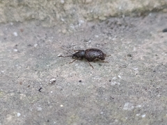 Otiorhynchus cribricollis