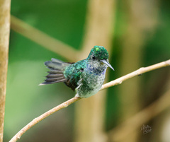 Chrysuronia coeruleogularis