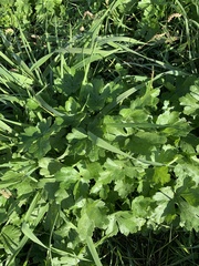 Ranunculus sceleratus
