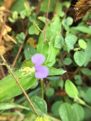 Commelina undulata