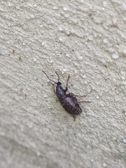 Otiorhynchus cribricollis