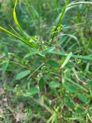 Euphorbia nutans