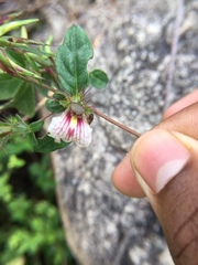 Blepharis maderaspatensis