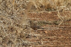 Spizocorys conirostris