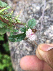 Blepharis maderaspatensis