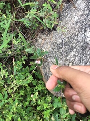 Blepharis maderaspatensis