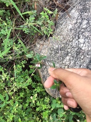 Blepharis maderaspatensis