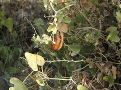 Aristolochia baetica